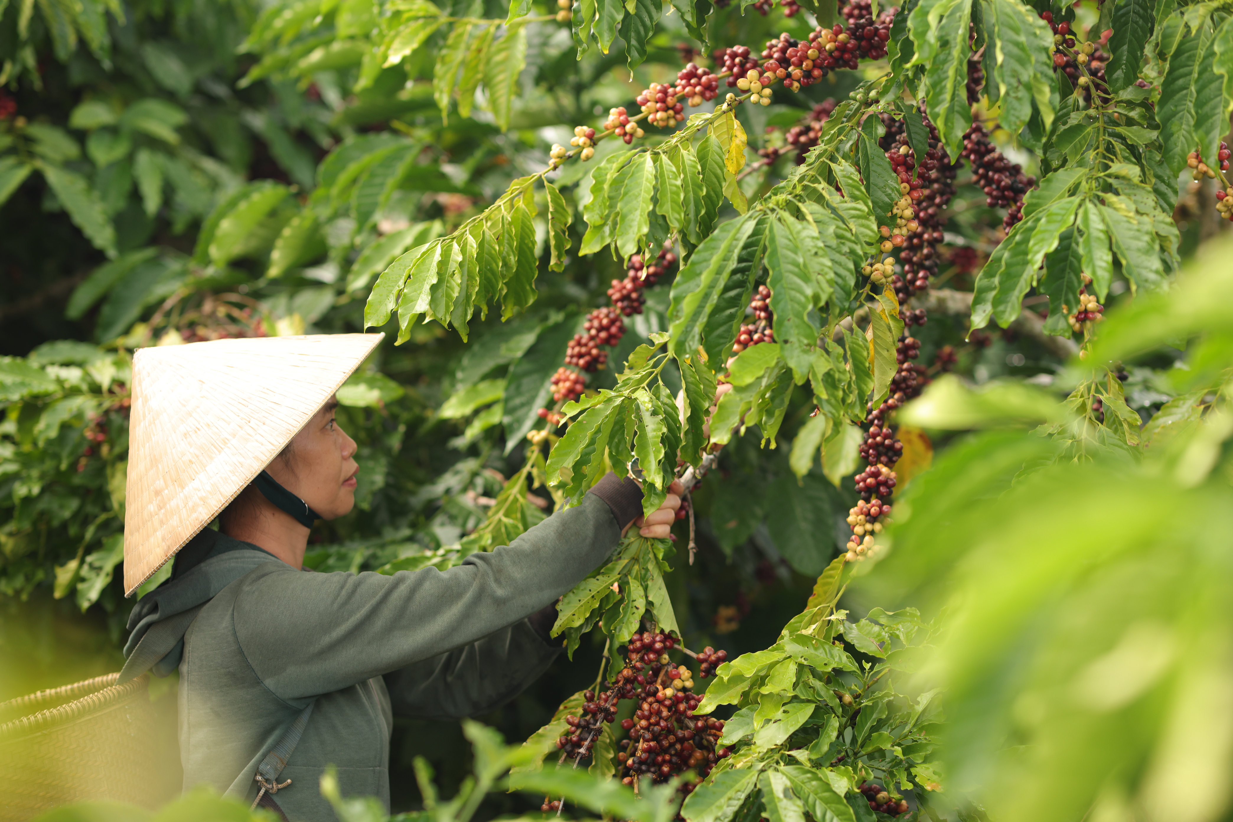 Robusta Coffee’s Renaissance: Vietnam’s Bold Contribution to the Global Coffee Scene 11 R5 5316